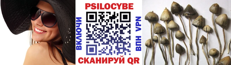 Псилоцибиновые грибы Psilocybe  наркошоп  Лабинск 